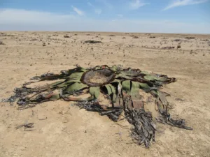 Welwitschia en el desierto de Namib, Namibe