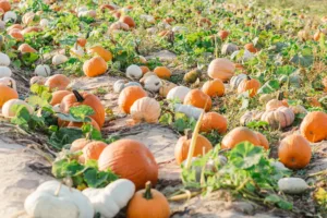 White and Orange Pumpkins at Gross Farms, Sanford
