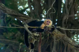 White-Faced Capuchin in the Jungle, Costa Rica