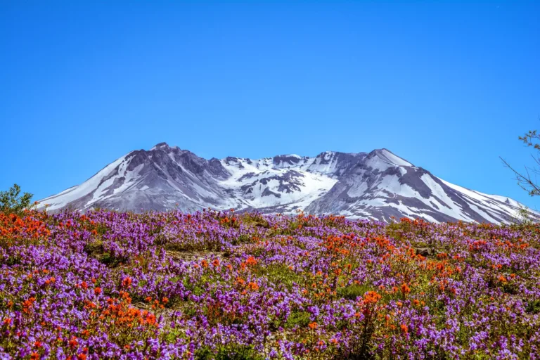 Wildflowers below Mount St. Helens
