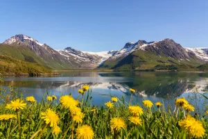 Wildflowers near Svartisen, Nordland