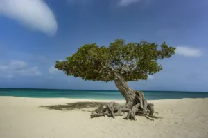 Wind-Shaped Tree at Eagle Beach, Aruba