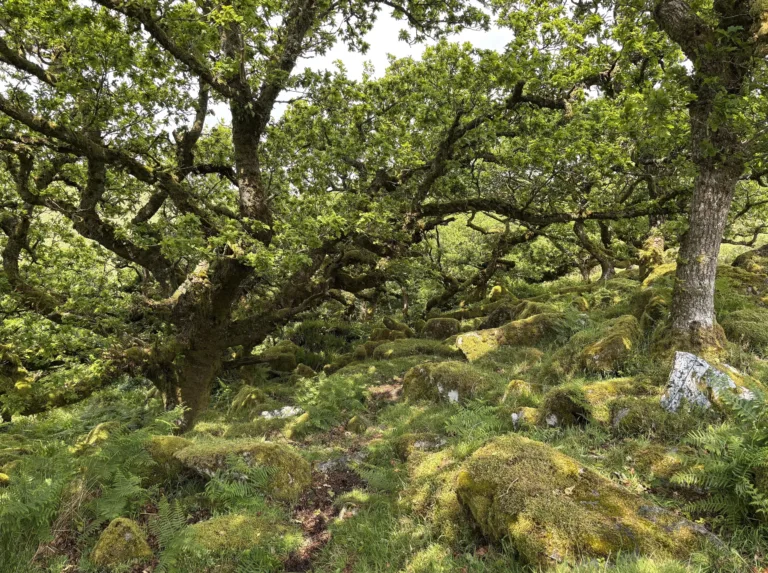 Wistman's Wood on Dartmoor