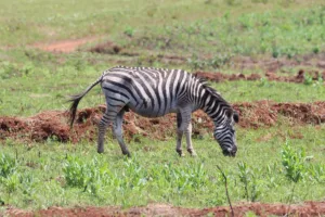 Cebra pastando en Mlilwane