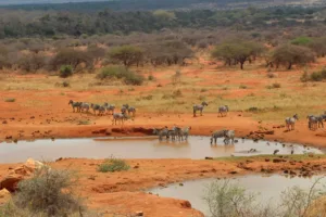 Zebras at a Waterhole, Makueni County