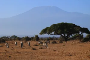 Zebras under Acacias with Kilimanjaro